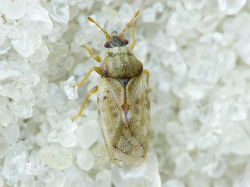 Piesma maculatum (Laporte, 1833)